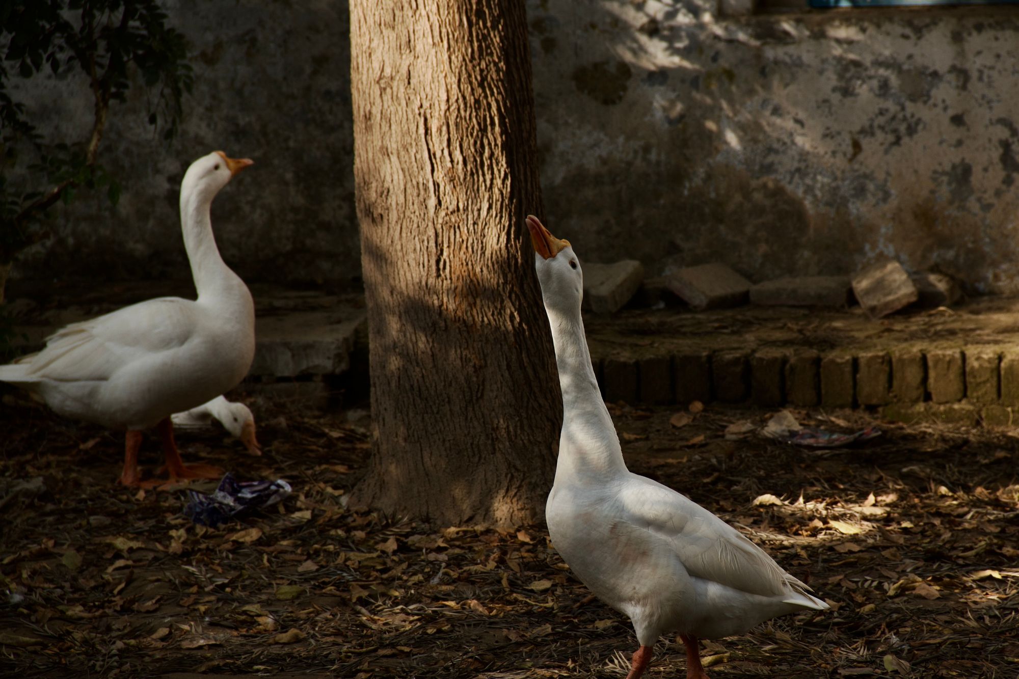 Birds of Punjab