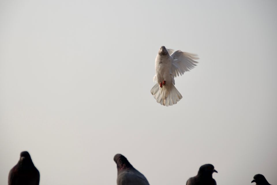 Birds of Punjab